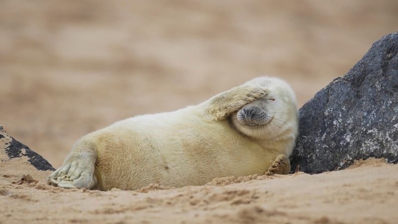 wallpaper-animal-40.jpg