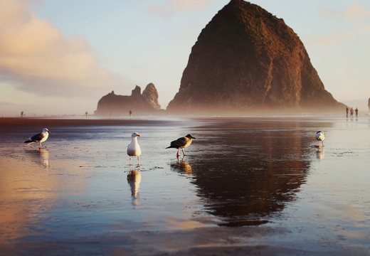 wallpaper-animal-41