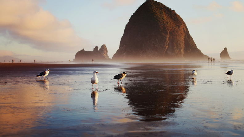 wallpaper-animal-41.jpg